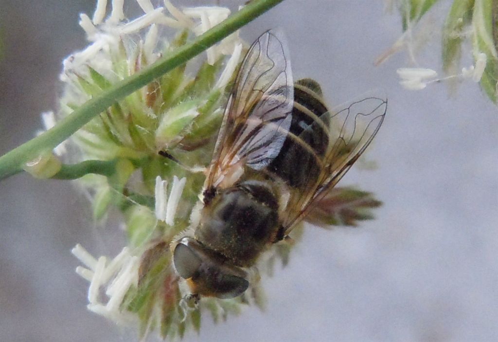 Syrphidae da identificare