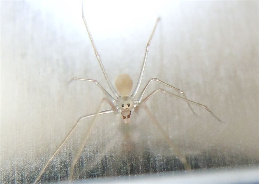 Spermophora senoculata