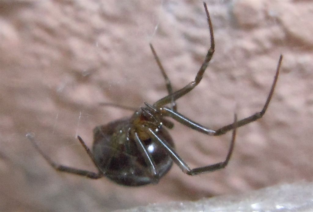 Steatoda grossa