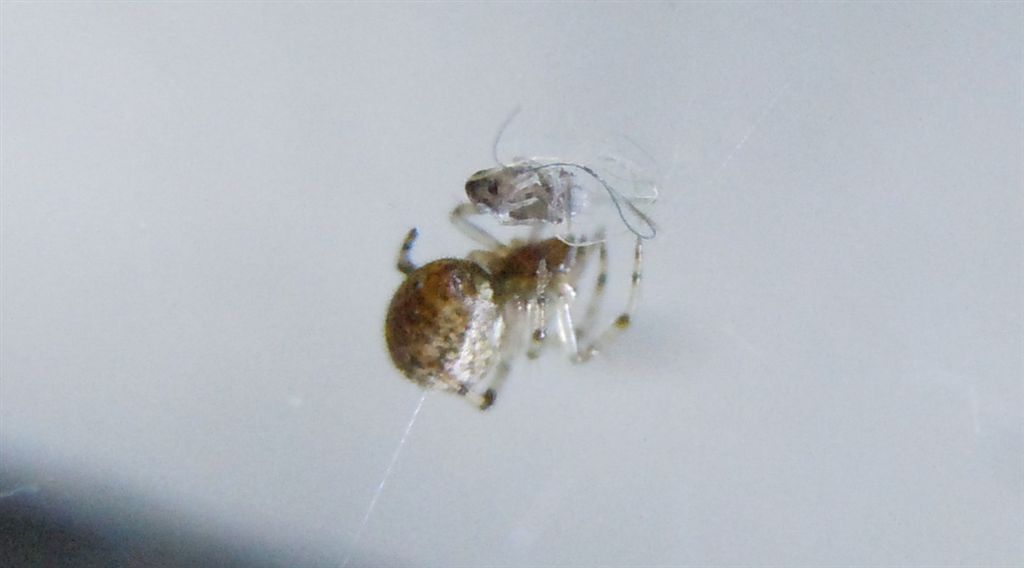 Parasteatoda tepidariorum