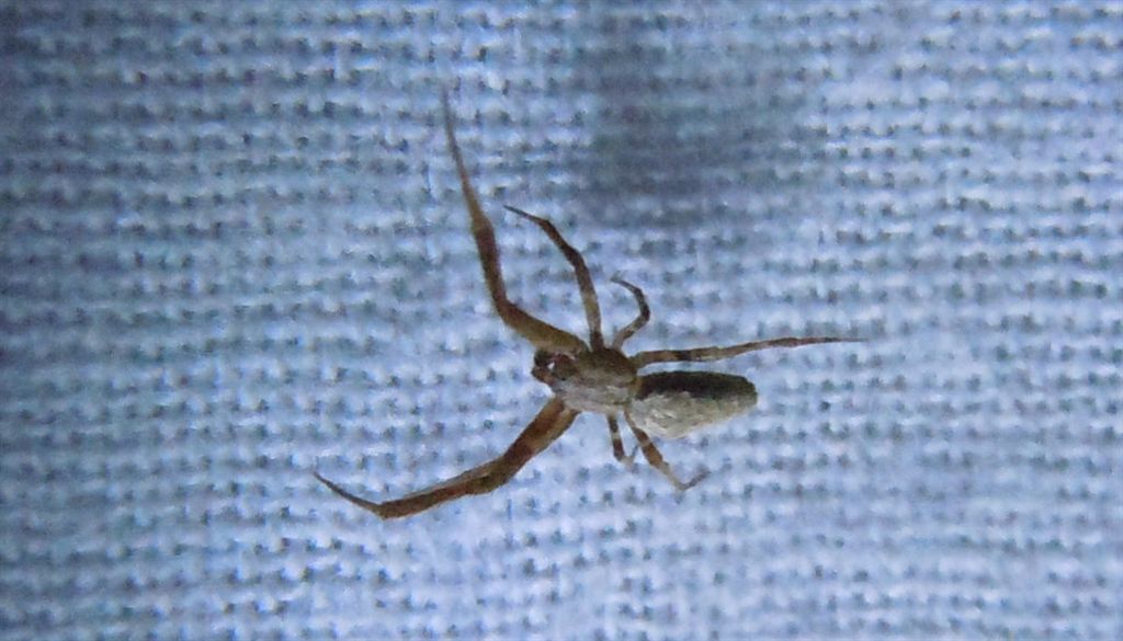 Uloborus plumipes