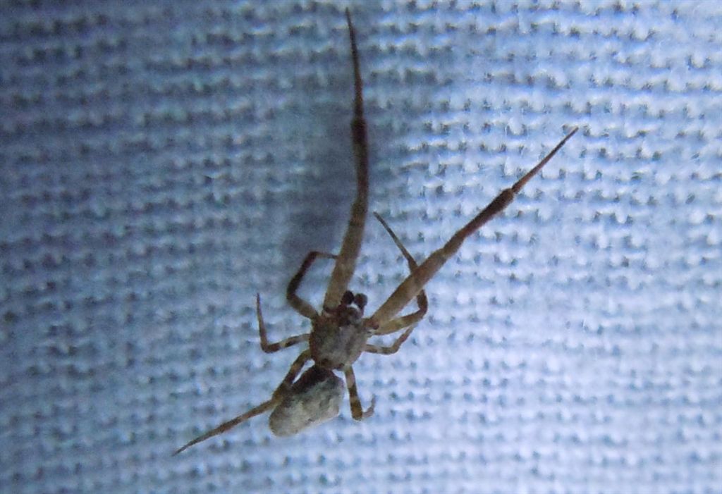 Uloborus plumipes