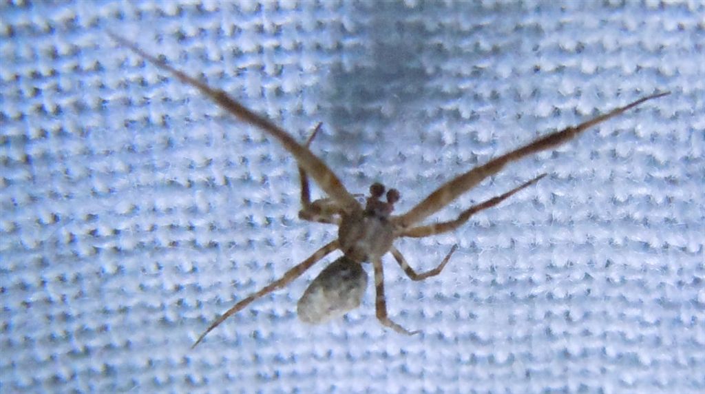 Uloborus plumipes