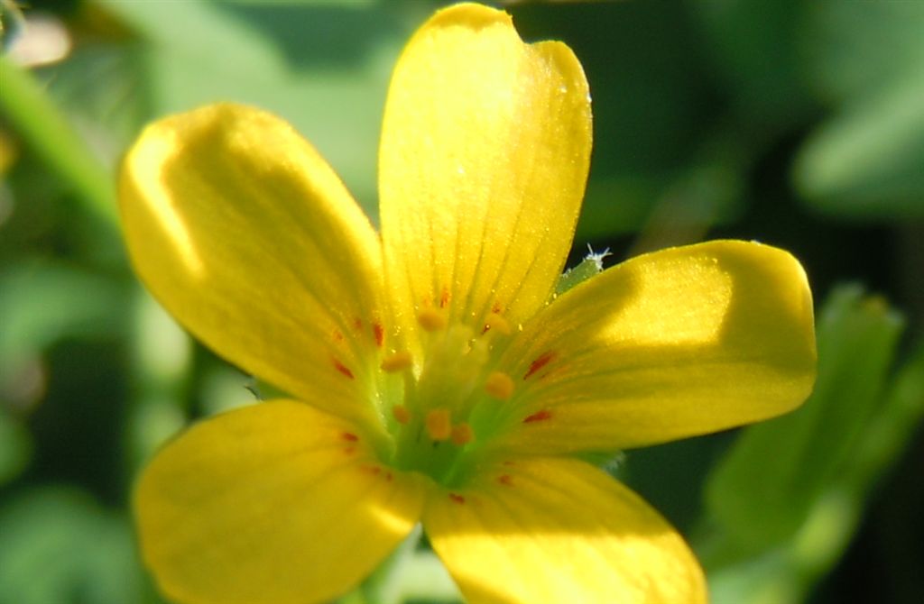 Oxalis corniculata