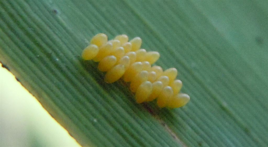 Uova: probabilmente, di Coccinellidae