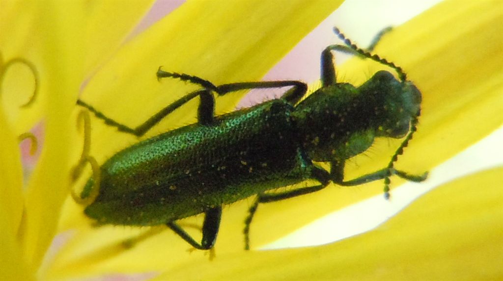 Psilothrix viridicoerulea?