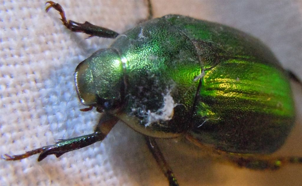 Rutelidae? Anomala sp.