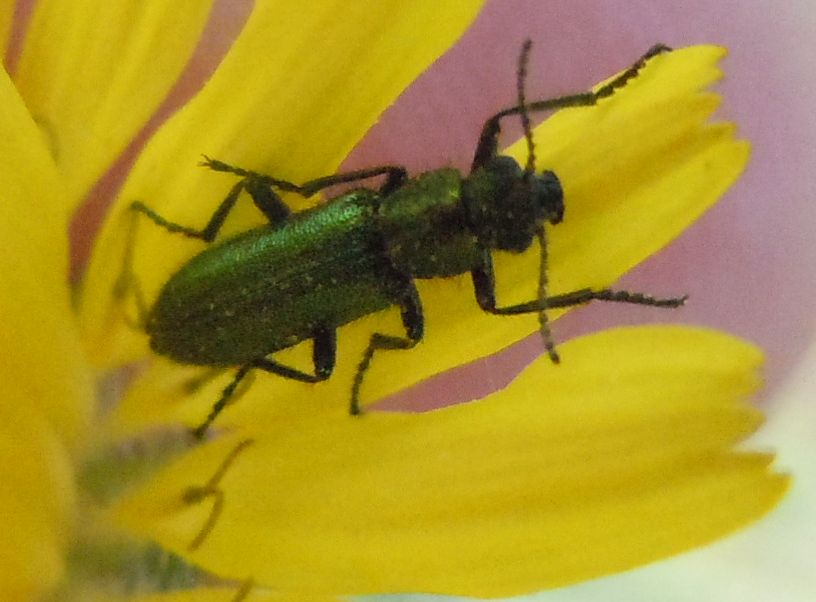 Psilothrix viridicoerulea?