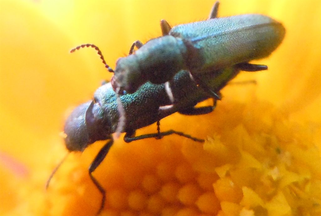 Psilothrix viridicoerulea?