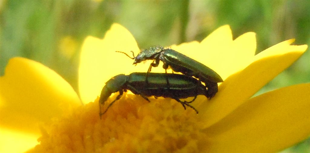 Psilothrix viridicoerulea?
