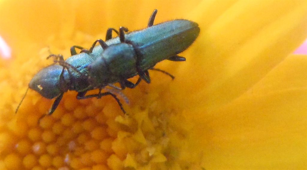 Psilothrix viridicoerulea?