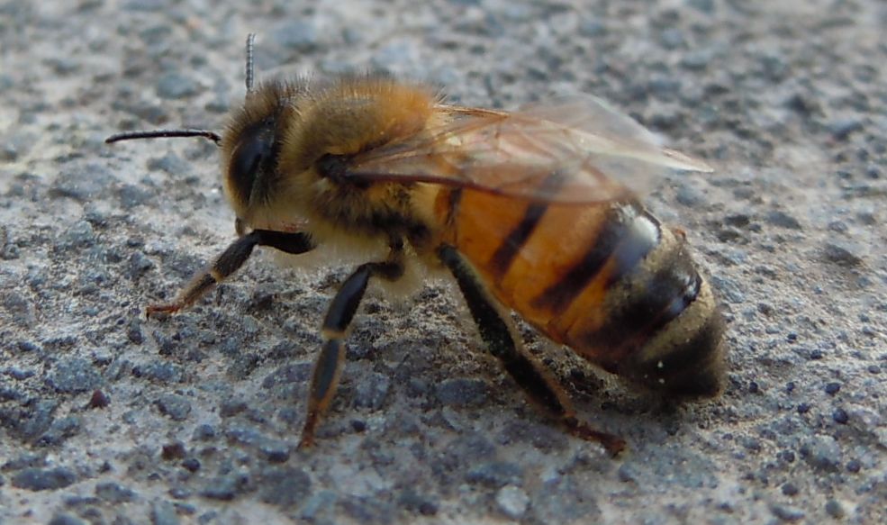 Apis mellifera?