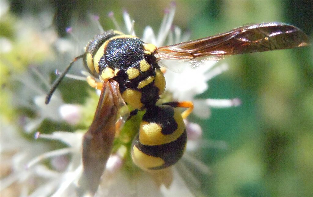 Parodontodynerus ephippium,  Vespidae Eumeninae