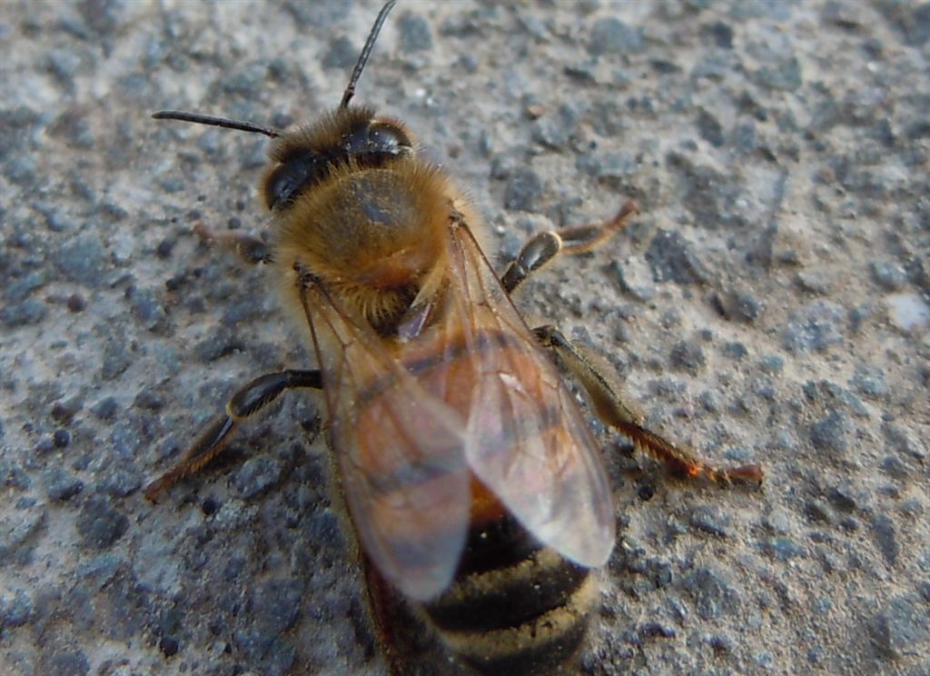 Apis mellifera?