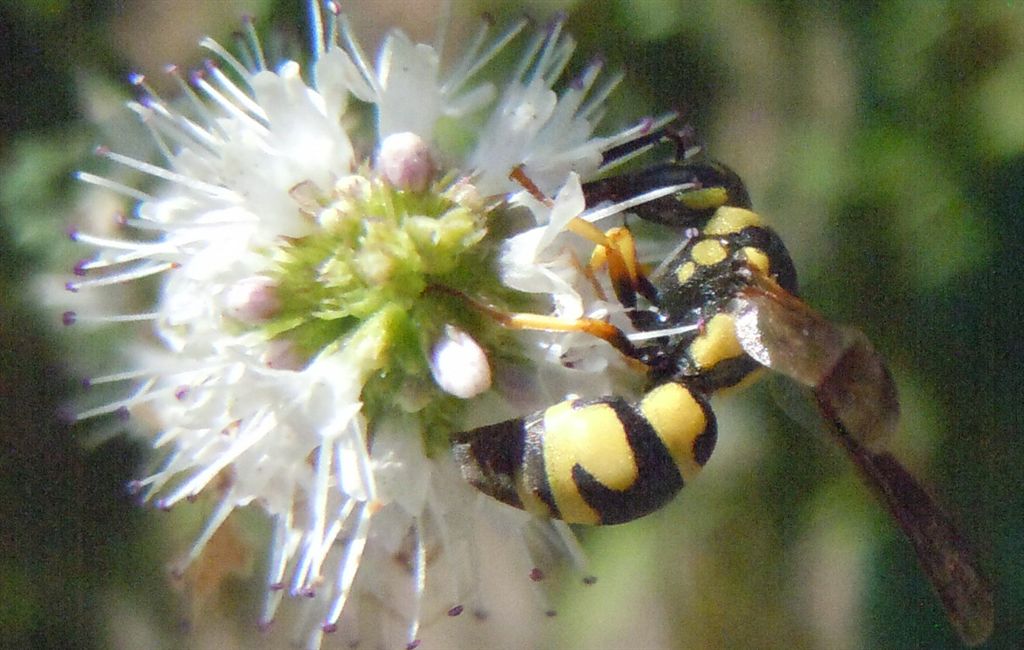 Parodontodynerus ephippium,  Vespidae Eumeninae