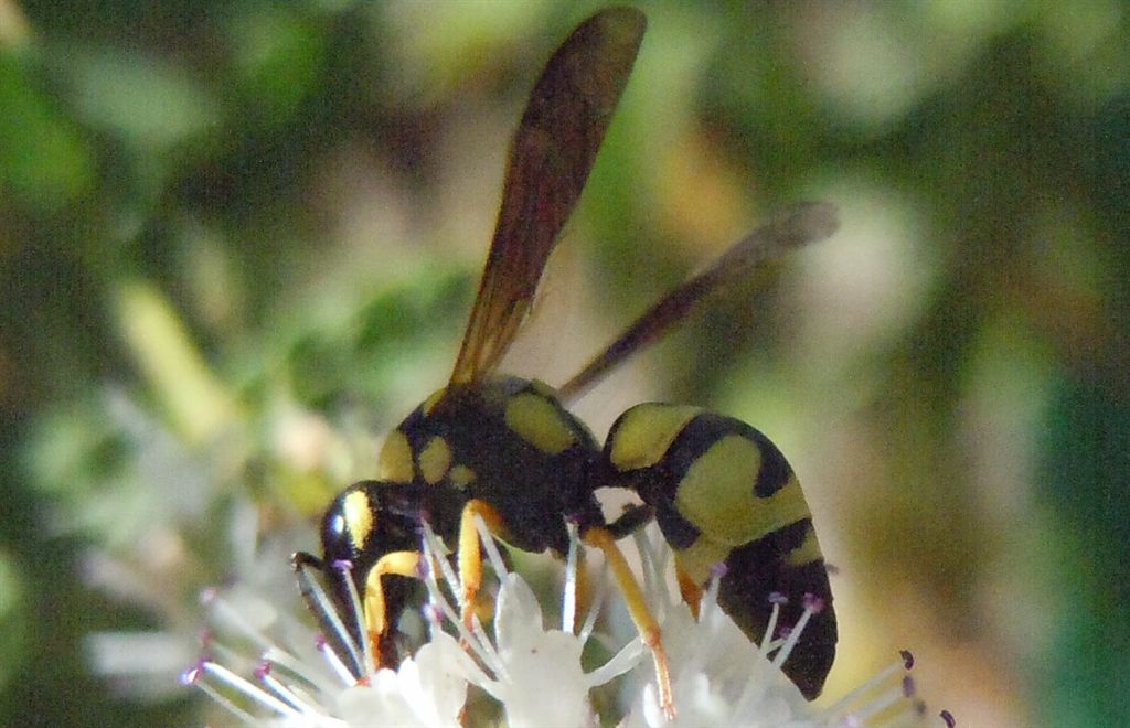 Parodontodynerus ephippium,  Vespidae Eumeninae