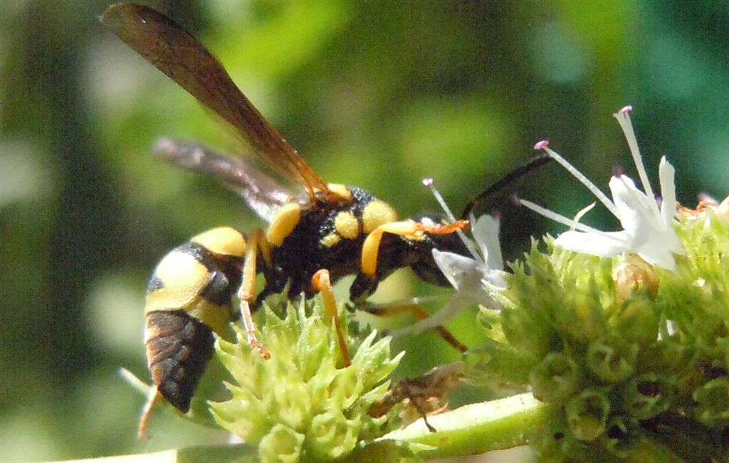 Parodontodynerus ephippium,  Vespidae Eumeninae