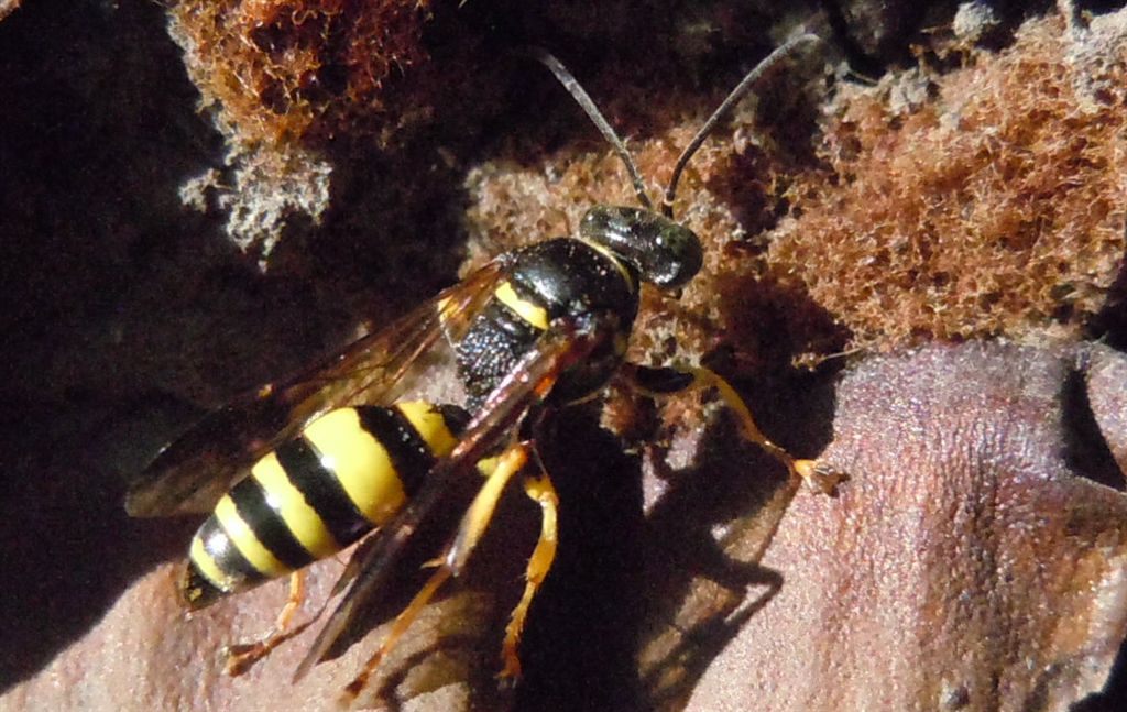 Vespa dagli occhi verdi: Gorytes laticinctus ♀