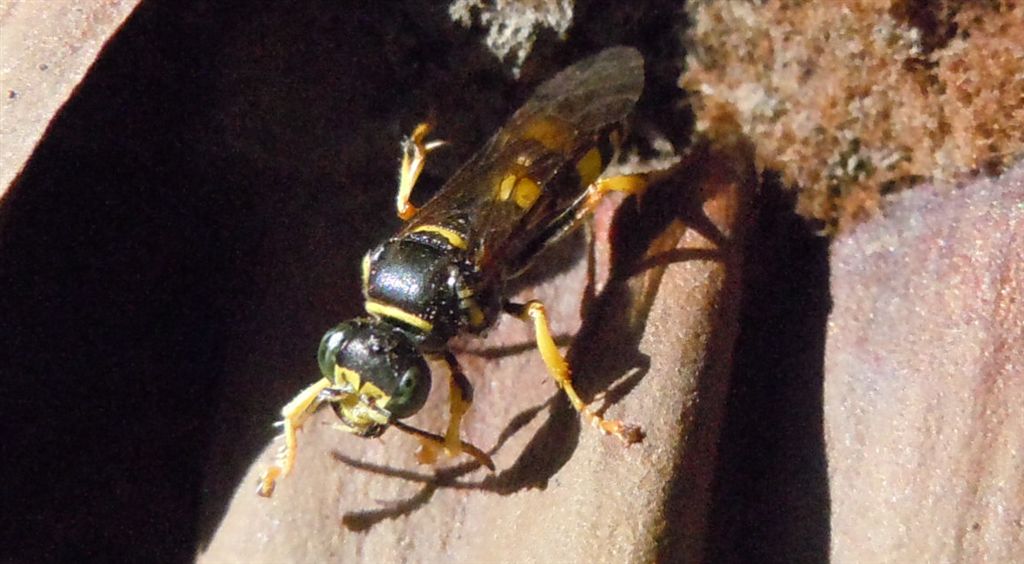 Vespa dagli occhi verdi: Gorytes laticinctus ♀