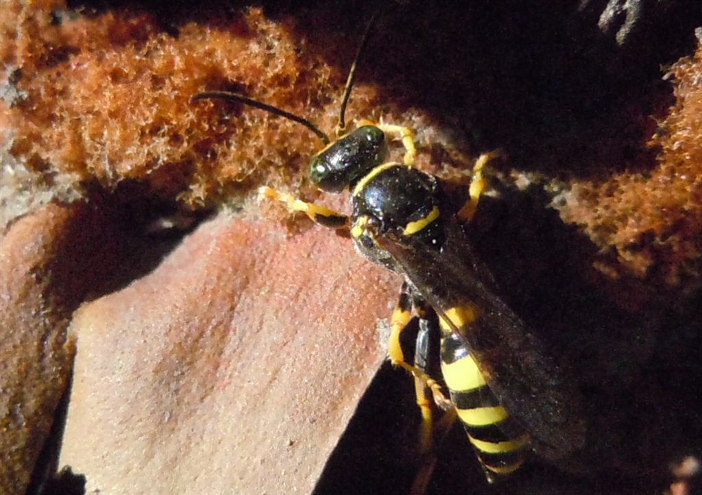 Vespa dagli occhi verdi: Gorytes laticinctus ♀