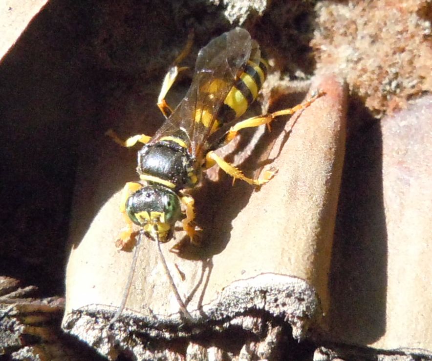 Vespa dagli occhi verdi: Gorytes laticinctus ♀