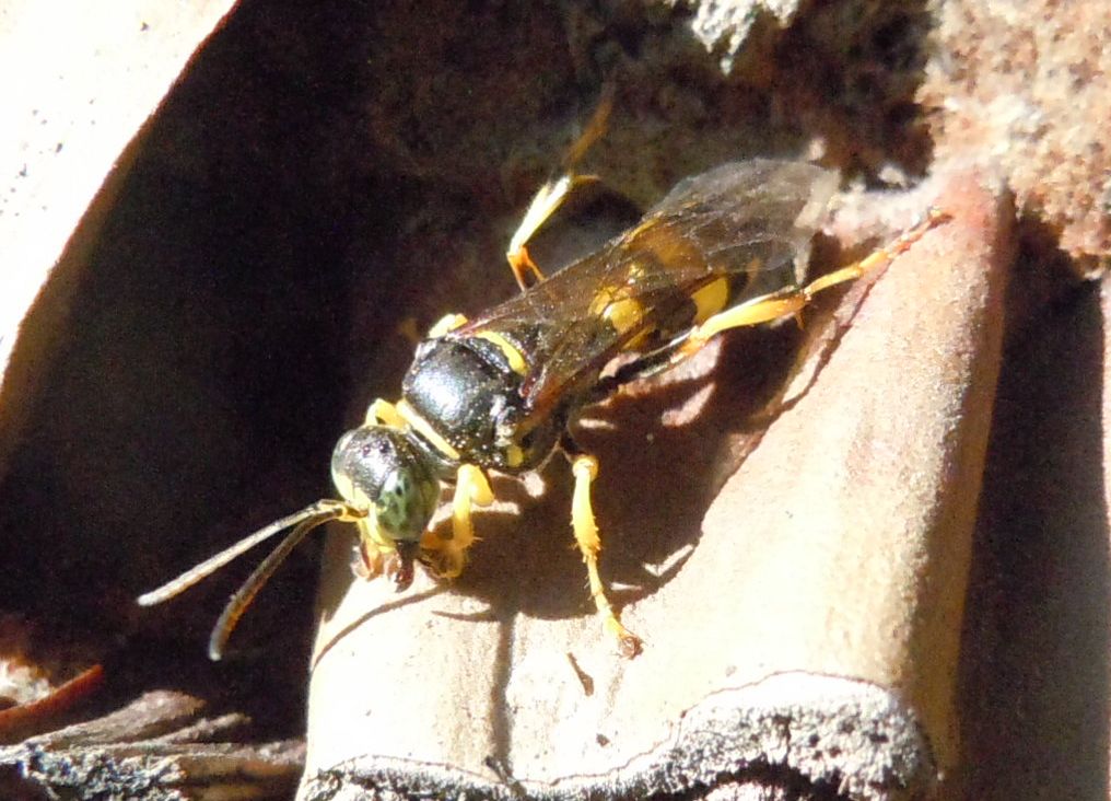 Vespa dagli occhi verdi: Gorytes laticinctus ♀