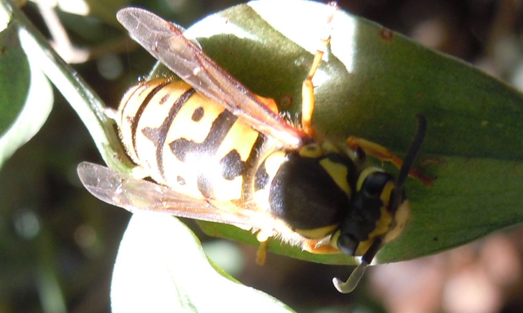 Ancora Vespula germanica