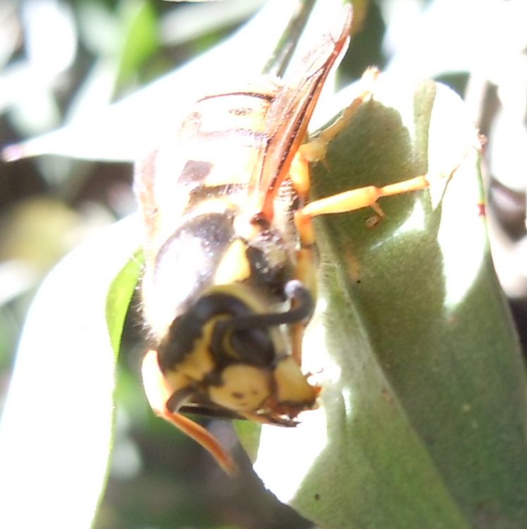 Ancora Vespula germanica