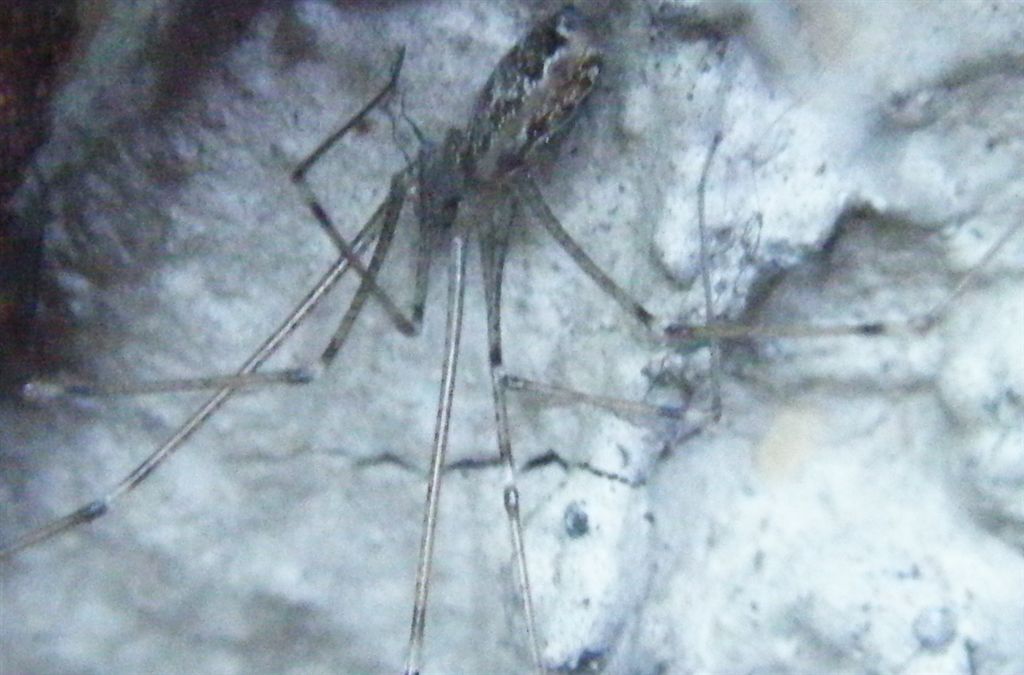 Holocnemus pluchei