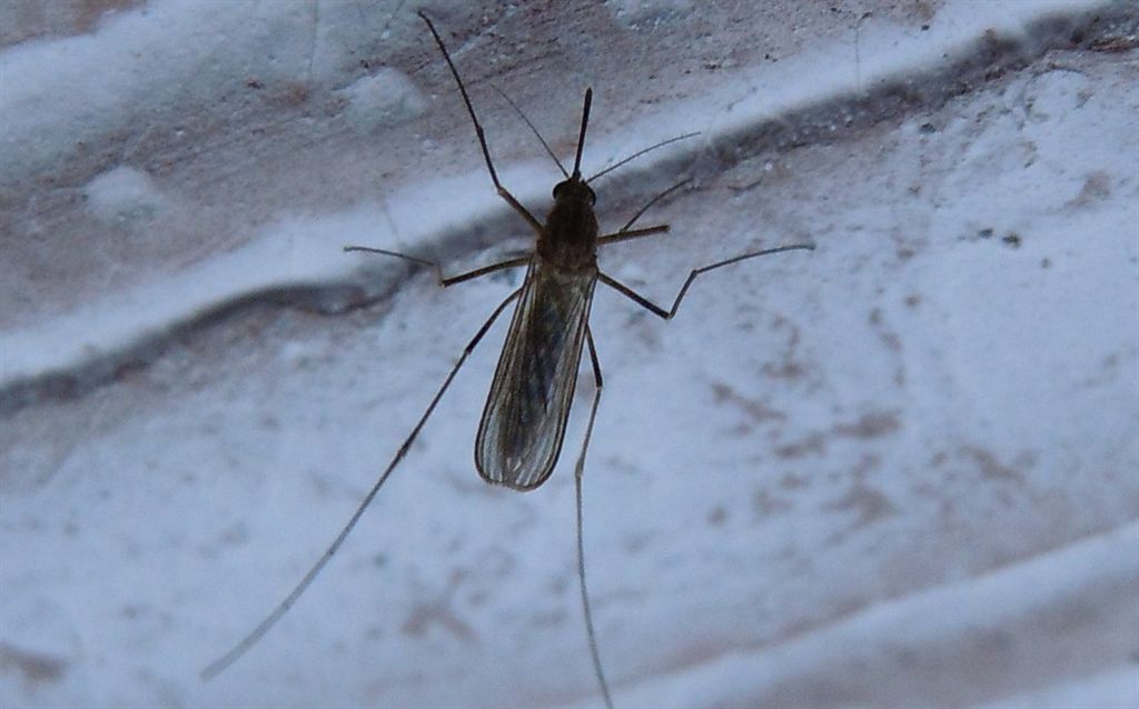 Culex pipiens?
