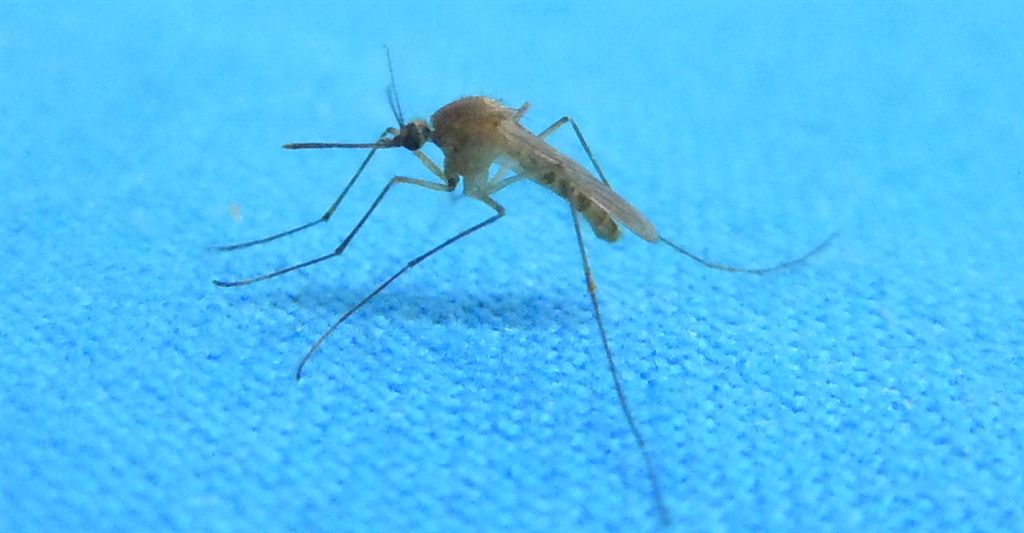Culex pipiens?