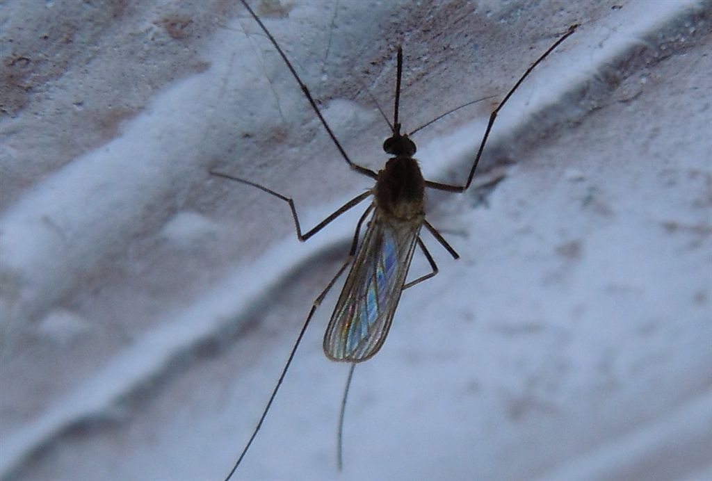 Culex pipiens?