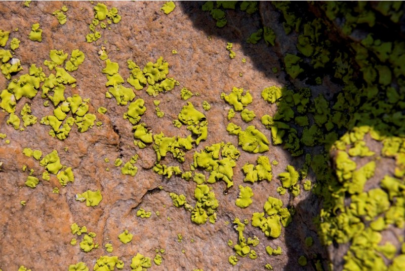 Lichene di Tsodilo (Botswana) da determinare