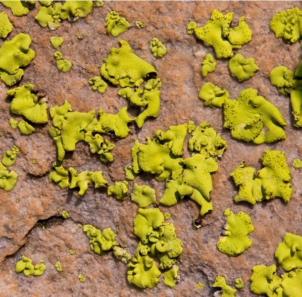 Lichene di Tsodilo (Botswana) da determinare