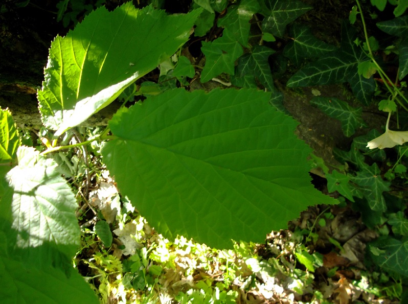 Albero da determinare - Corylus avellana
