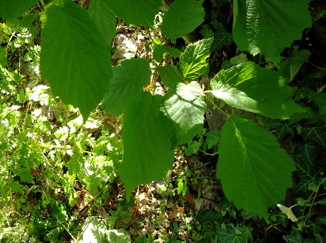 Albero da determinare - Corylus avellana