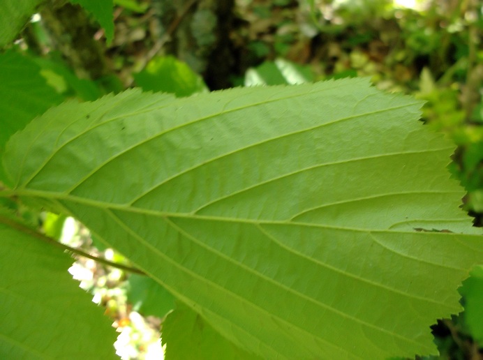 Albero da determinare - Corylus avellana