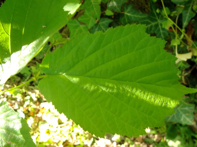 Albero da determinare - Corylus avellana