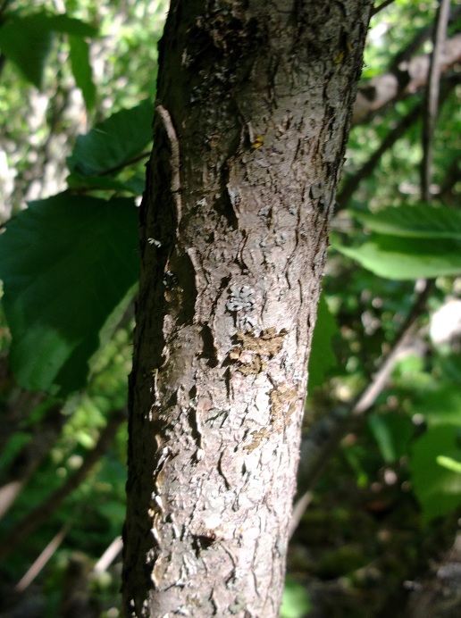 Albero da determinare - Corylus avellana