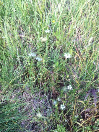 Nigella damascena