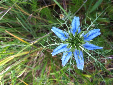Nigella damascena