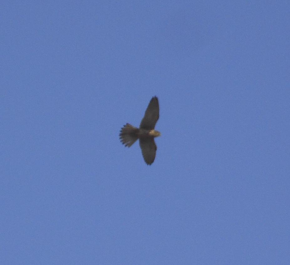 altro rapace ???
