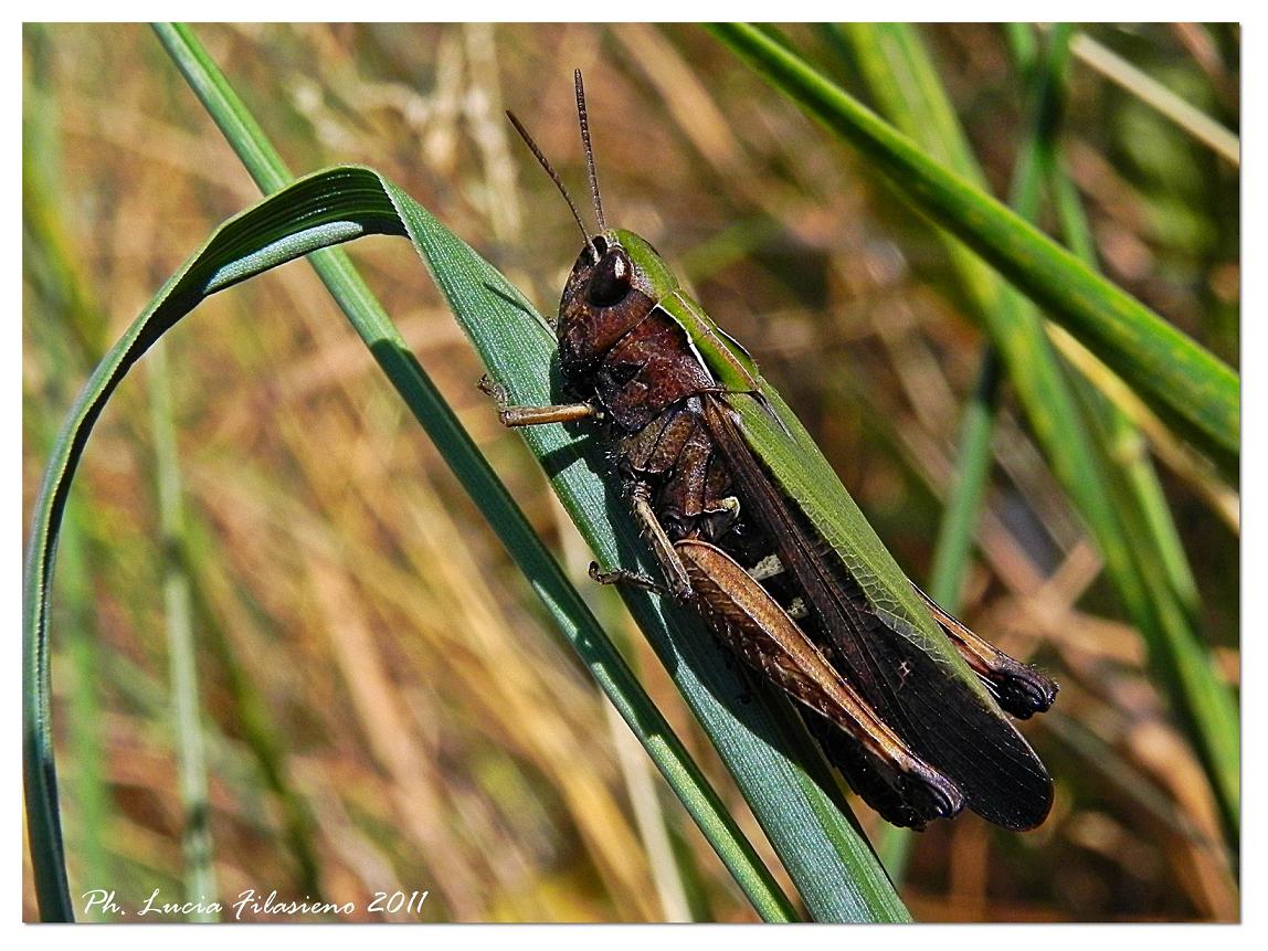 Omocestus rufipes femmina ??