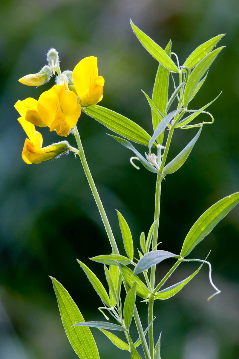 Lathyrus pratensis / Cicerchia dei prati