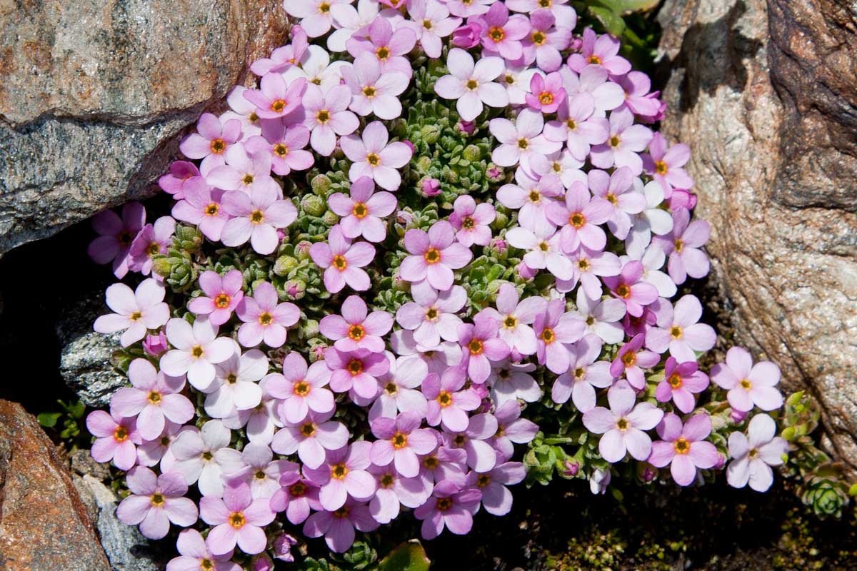 Androsace alpina  e  Androsace helvetica