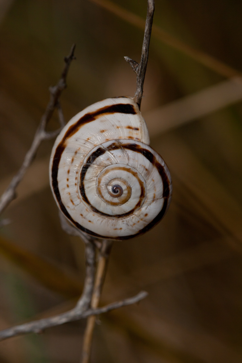 Aiuto identificazione