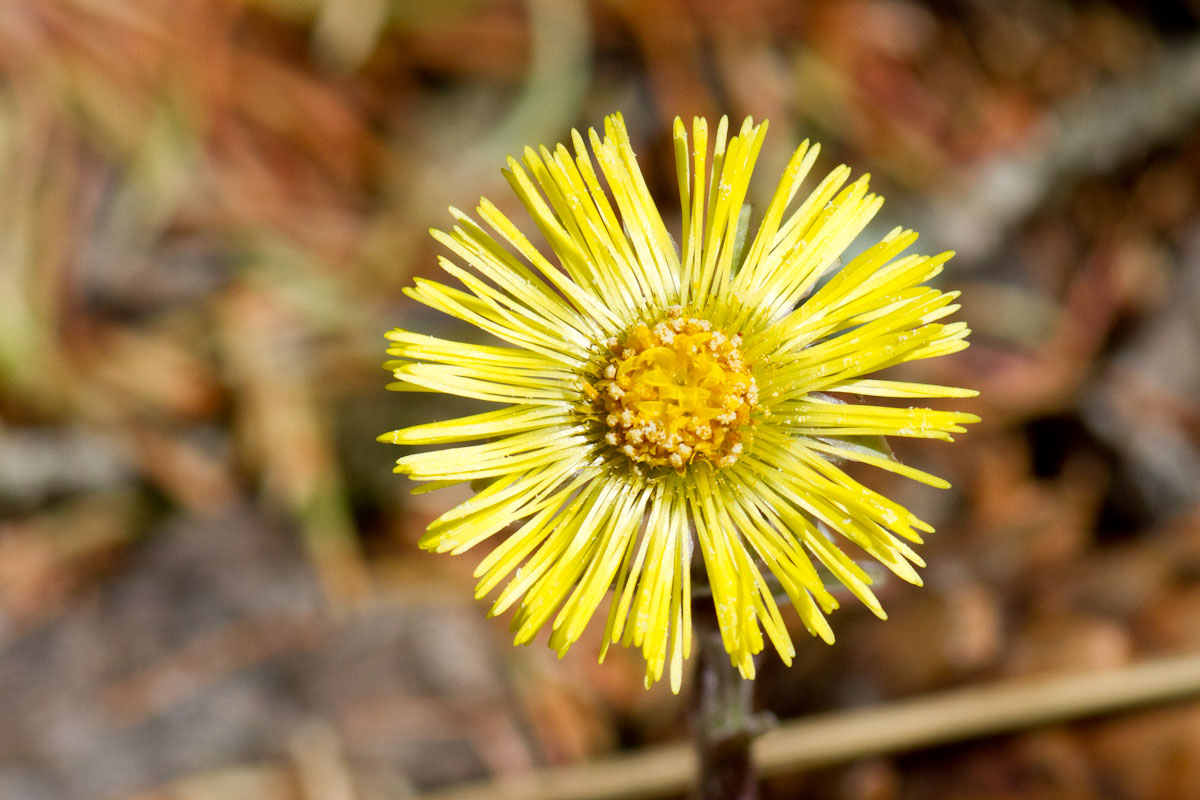 Tussilago farfara - Farferugine, Tossilaggine comune