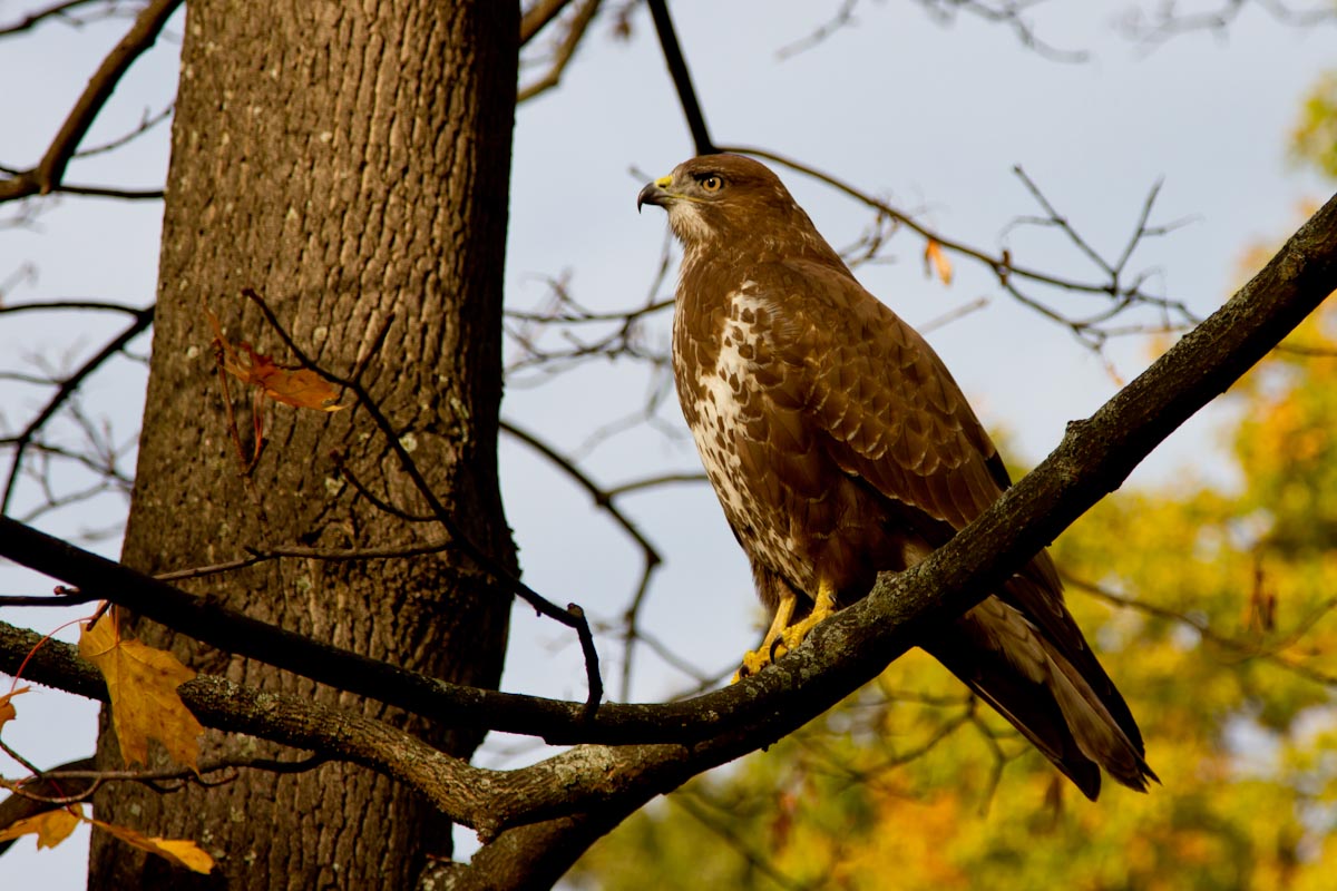 Buteo buteo - Poiana