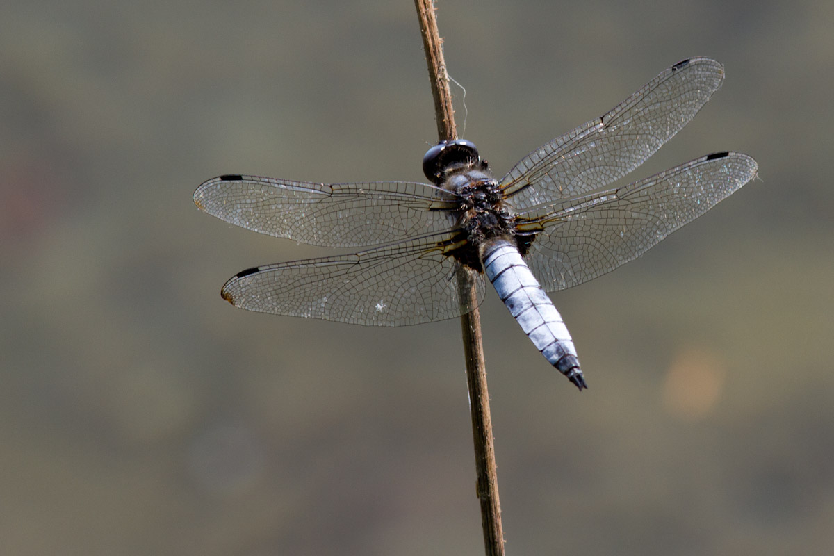 Conferna ID - Orthetrum cancellatum ?