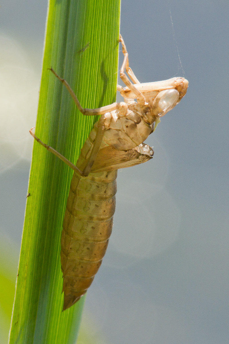 Exuvia ? Anax